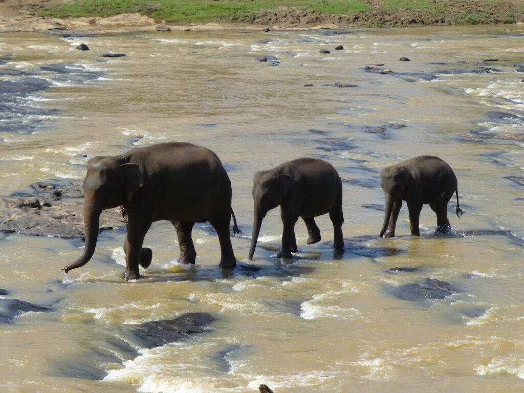 photo-of-elephants