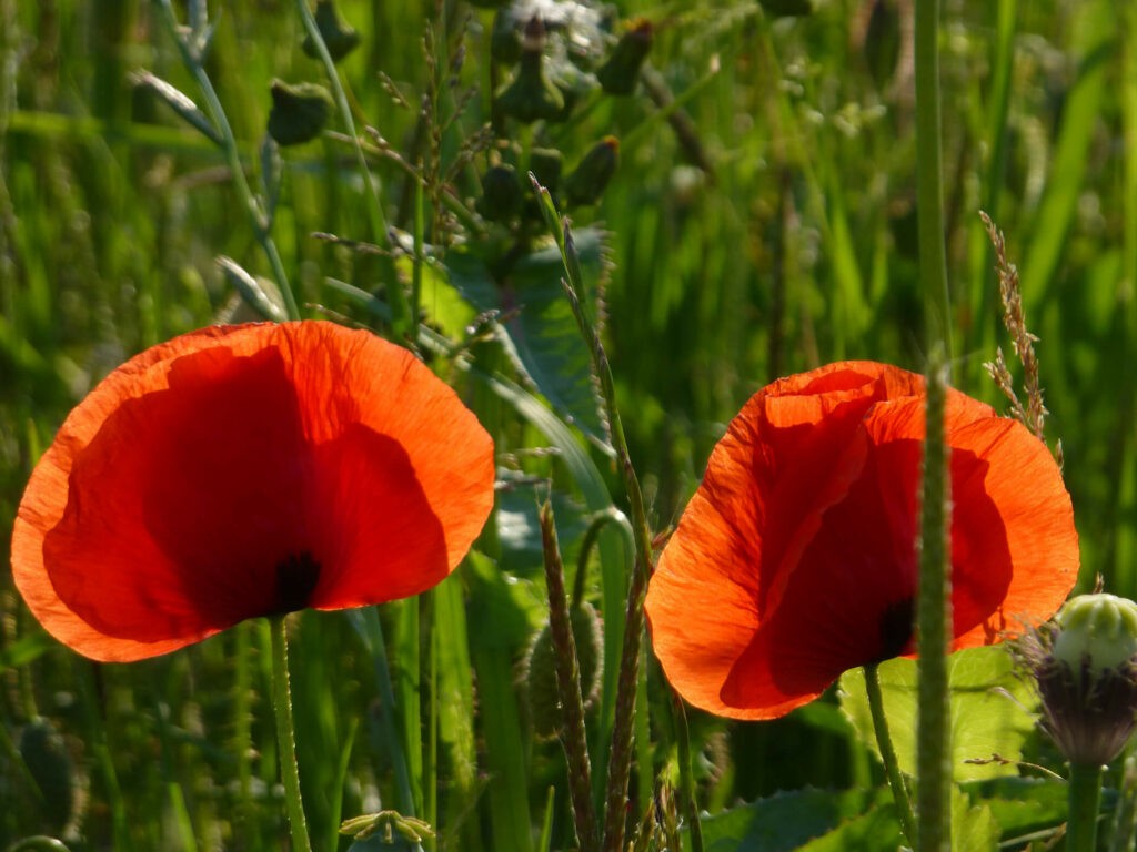 photo-of-poppy-flowers