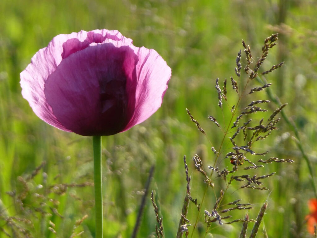 photo-of-wild-flowers