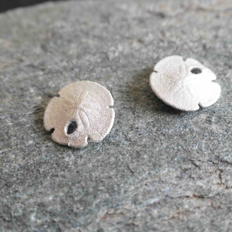 Photo of sand dollars